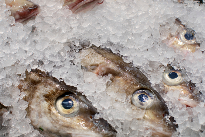 Fresh whole haddock on ice