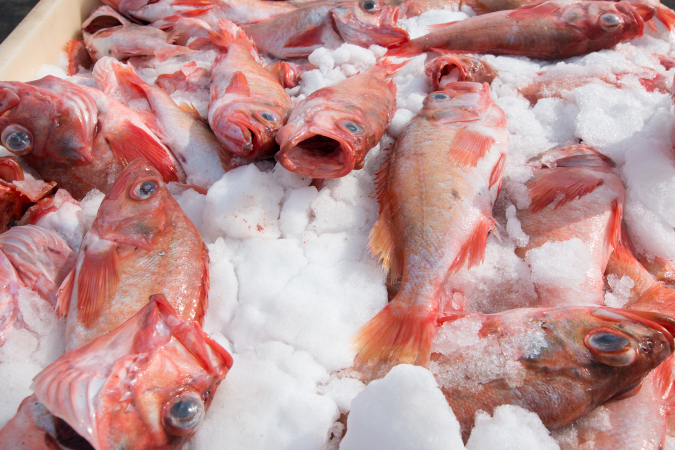 Iced whole redfish